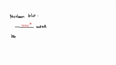 you-are-interested-in-examining-the-transcription-and-protein-level-of-the-western-blot-exam-gene-what-is-the-major-difference-between-a-northern-blot-and-a-northern-blot-will-show-us-the-ex-45238