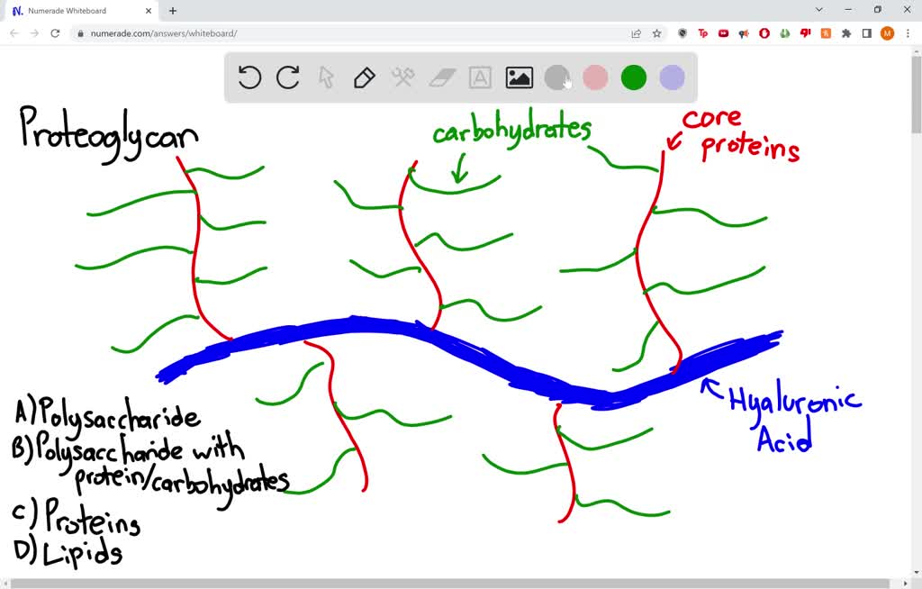 SOLVED Question 16 (1 point) Proteoglycans are abundant in the