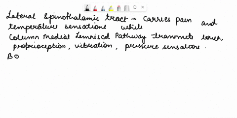 explain-the-sensory-pathway-of-lateral-spinothalamic-tract-and-dorsal-column-medial-lemniscal-pathway-69475