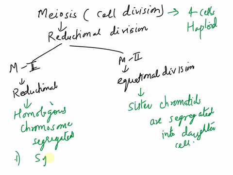 meiosisorder-the-stages-place-the-correct-phase-of-meiosis-in-the-proper-sentence-then-list-the-phases-of-meiosis-in-the-correct-order-drag-the-text-biocks-below-into-thelr-correct-order-pro-80837