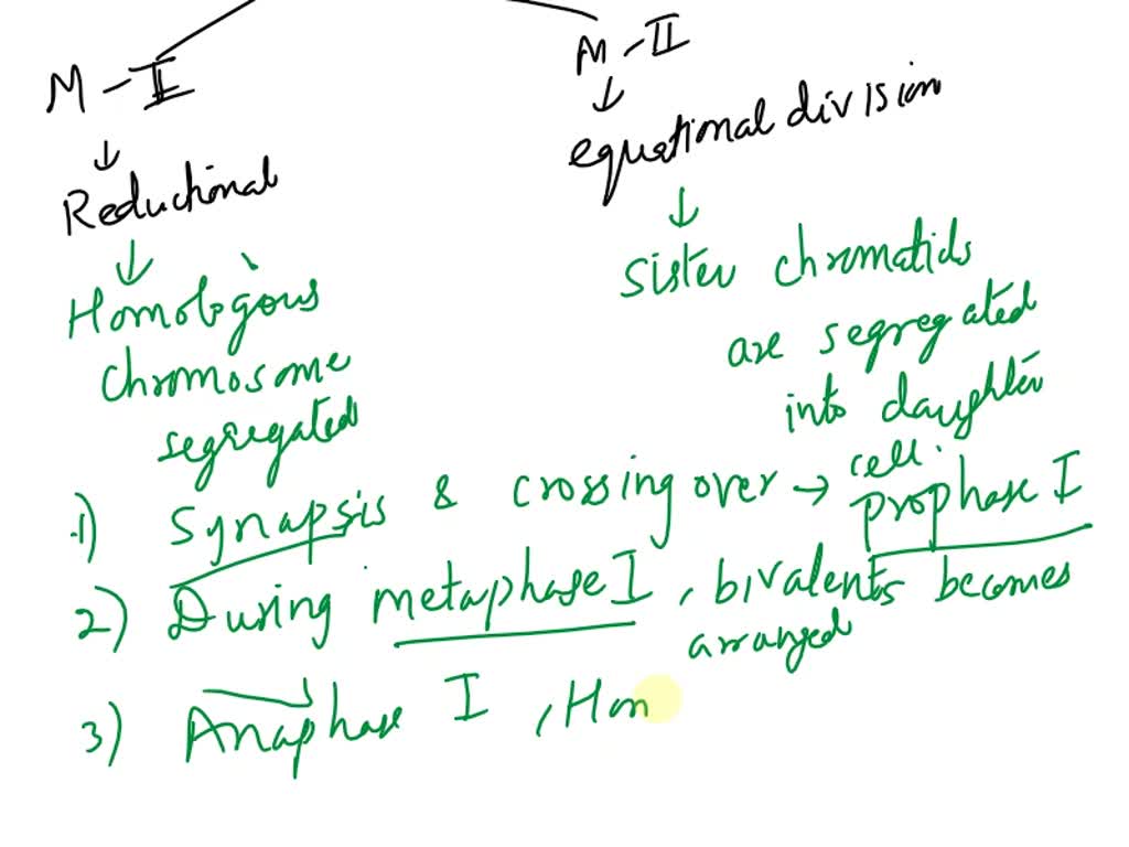 SOLVED Meiosis Order the stages Place the correct phase of meiosis in