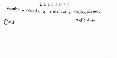 describe-the-events-that-must-occur-in-the-muscle-cell-before-calcium-is-released-from-the-sarcoplasmic-reticulum-62426