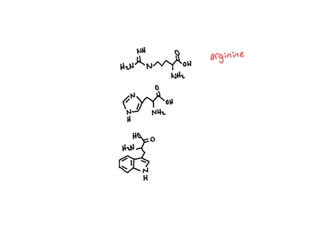 amino-acids-are-group-of-organic-compounds-co-taining-two-functional-groups-give-the-structures-of-amino-acids-with-following-gr-up-guanido-2-marks-imidazole-3-2-marks-iii-indole-2-mark-ak-68544
