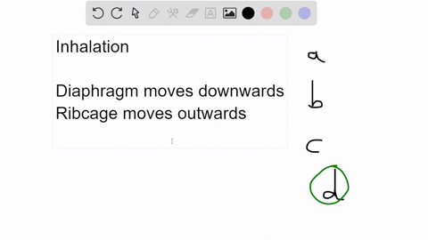 which-of-the-following-occurs-during-inhalation-the-volume-of-the-thoracic-cavity-decreases-air-moves-from-areas-of-low-pressure-to-areas-of-high-pressure-the-ribcage-lowers-the-diaphragm-mo-99387