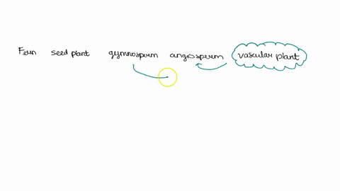 which-of-the-following-terms-includes-all-the-others-a-angiosperm-b-gymnosperm-c-vascular-plant-d-fe-15037