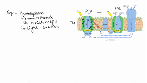the-part-of-a-photosystem-that-absorbs-light-energy-is-its-a-antenna-complexes-b-reaction-center-c-2-33935