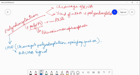 what-are-the-steps-required-for-the-formation-of-a-polya-tail-on-an-mrna-molecule-49541