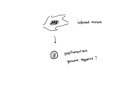 you-have-recently-isolated-a-papillomavirus-from-an-infected-tissue-sample-and-wish-to-analyze-its-genomic-sequence-which-of-the-following-methods-can-you-use-dna-sequencing-southern-blot-im-41016