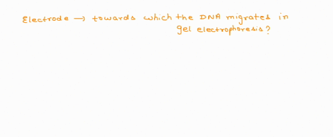 20-the-electrophoresis-apparatus-crcates-an-electrical-field-with-positive-and-negative-poles-at-the-ends-of-the-gel-to-which-electrode-pole-of-the-electrophoresis-field-would-you-expect-dna-91543