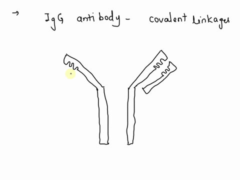 3-draw-a-diagram-of-an-igg-antibody-molecule-with-the-covalent-linkages-disulfide-bonds-that-link-the-polypeptide-chains-of-the-molecule-together-circle-and-label1-the-antibody-heavy-chains2-95726