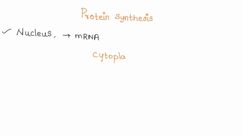 what-part-of-protein-synthesis-occurs-in-the-nucleus-what-part-occurs-in-the-cytoplasm-what-are-the-four-dna-base-pairs-what-are-the-four-mrna-base-pairs-aaauuuaug-whataing-acids-wouid-this-71019
