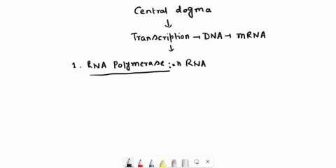 a-name-the-two-enzymes-involved-in-dna-transcription-and-describe-what-they-do-3-marks-b-what-would-the-anticodon-on-the-trna-molecule-that-was-complementary-to-this-mrna-sequence-acg-be-1-m-24624