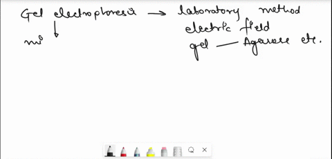 blology-please-1124-gel-electrophoresls-and-genotype-identification-print-this-page-answer-the-questions-scan-photograph-and-upload-canvas-name-section-complete-the-table-below-based-on-the-48295