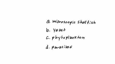 in-the-ocean-most-organisms-rely-directly-or-indirectly-on-_________-as-a-food-source-question-9-options-a-microscopic-shellfish-b-yeast-c-phytoplankton-d-parasites-57698