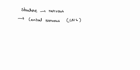 what-is-the-basic-structure-and-function-of-the-nervous-system-68825