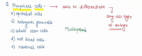 which-of-the-following-cell-types-are-pluripotent-epithelial-cells-embryonic-germ-cells-adult-stem-cells-red-blood-cells-neuronal-cells-10525