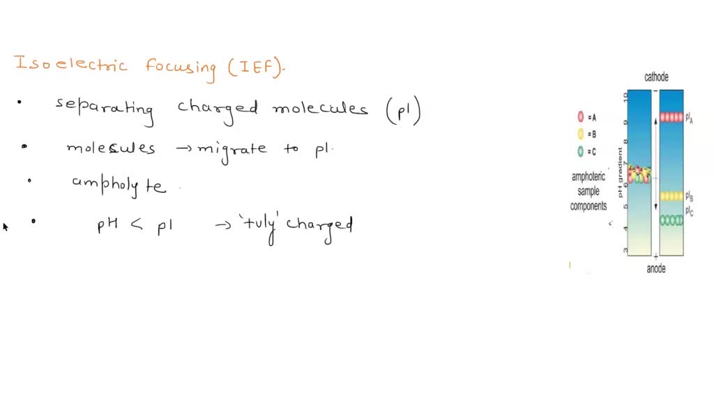 SOLVED: Isoelectric focusing (IEF) is another method of separating ...