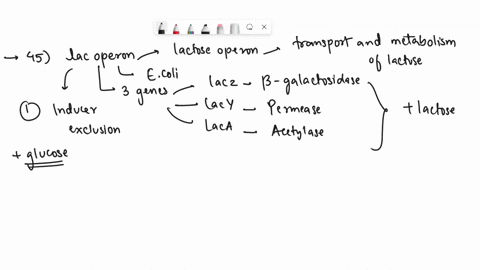 45-which-is-a-true-statement-about-the-inducer-exclusion-and-cap-regulation-of-the-lac-genes-with-respect-to-glucose-select-one-inducer-exclusion-is-positive-control-and-cap-regulation-is-ne-60953