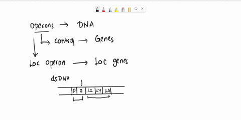 2-under-which-conditions-would-the-lac-operon-produce-the-greatest-amount-of-b-galactosidase-the-least-explain-your-reasoning-lactose-present-glucose-present-condition-1-yes-no-condition-2-n-89387