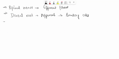 the-part-of-a-spinal-nerve-that-contains-only-efferent-fibers-is-the-a-dorsal-root-b-ventral-root-c-dorsal-ramus-d-ventral-ramus-e-plexus-to-do-a-lumbar-puncture-the-needle-is-inserted-into-85118