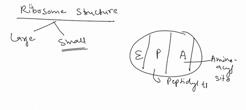 10-which-site-on-the-ribosome-is-never-occupied-by-a-trna-linked-to-a-nascent-polypeptide-chain-the-a-site-the-e-site-the-p-site-11828
