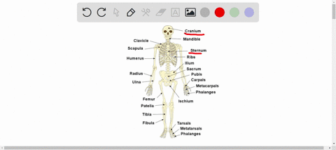 label-some-of-the-major-bones-of-the-skeleton-posterior-view-by-clkcking-and-dragging-the-labels-to-the-correct-location-fbule-tibia-coccyx-humarus-vertebral-column-ulna-scapula-fomur-radius-44565