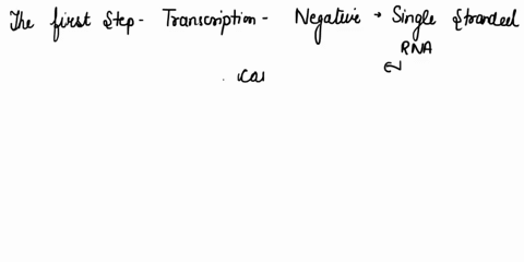some-rna-viruses-upon-entering-into-the-nucleus-of-a-human-host-cell-cleave-of-the-5-end-of-host-mrnas-as-they-are-being-made-these-snatched-caps-are-then-attached-to-the-5-ends-of-viral-rna-77044