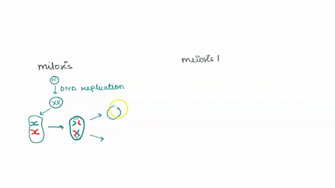 5-what-is-the-major-difference-between-mitosis-and-meiosis-i-in-a-diploid-organism-a-dna-replication-takes-place-prior-to-mitosis-but-not-before-meiosis-i-b-sister-chromatids-separate-in-mit-96832