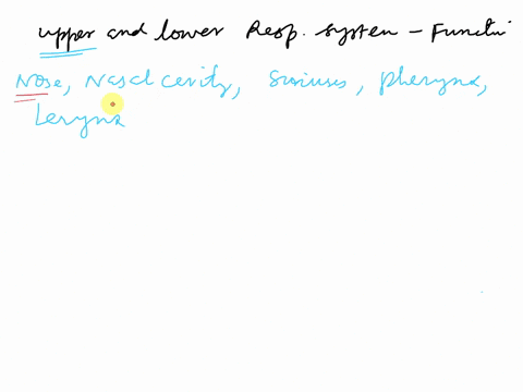 identify-the-different-parts-of-the-upper-and-lower-respiratory-system-and-its-function-87541
