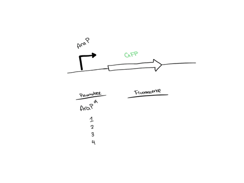 part-_d-gene-regulation-table-32-level-of-fluorescence-in-cultured-e-coli-host-strain-carrying-the-gfp-gene-under-the-control-of-variant-arap-promoters-fluorescence-is-based-on-qualitative-l-11158