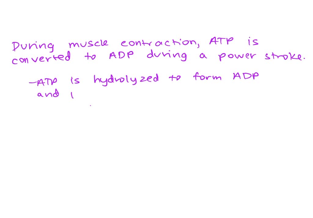 SOLVED: Point Which of the following true of muscle contractlon? The Z ...