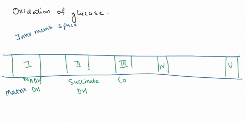 during-the-oxidation-of-glucose-within-a-typical-animal-cell-reduced-electron-carriers-such-as-nadh-are-produced-what-is-the-terminal-electron-acceptor-of-the-electrons-carried-by-nadh-a-nad-63542