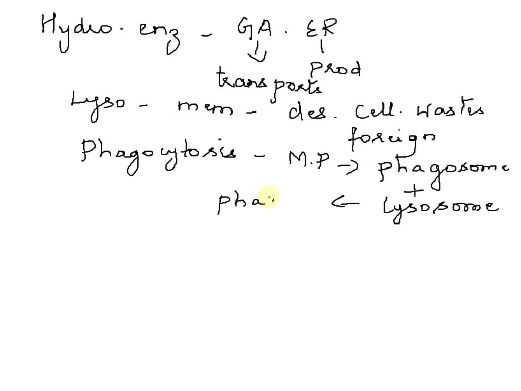 SOLVED: Lysosomes contain powerful hydrolytic enzymes, which are ...