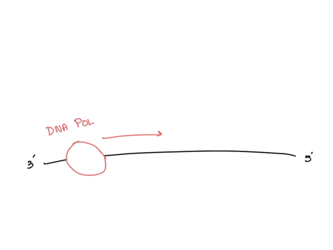 in-which-direction-is-the-dna-template-read-during-dna-replication-a-3-prime-to-5-prime-b-5-prime-to-3-prime-cnto-c-dnto-n-53064
