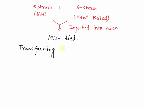 in-griffiths-experiments-what-happened-when-heat-killed-s-strain-of-streptococcus-pneumoniae-the-lethal-version-were-injected-into-a-mouse-along-with-live-r-strain-of-this-bacteria-group-of-48419