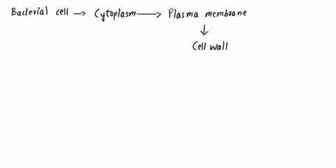 what-name-is-given-to-the-rigid-structure-found-outside-the-plasma-membrane-that-surrounds-and-supports-the-bacterial-cell1-capsule2-pili3-cell-wall4-flagella5-nucleoid-region-34813