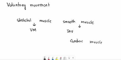 our-body-movements-are-mediated-by-contraction-of-___-muscles-a-cardiac-b-smooth-c-skeletal-d-endocrine-63245