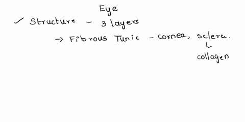 which-structure-maintains-the-shape-of-the-eye-and-protects-the-delicate-inner-layers-of-tissue-a-conjunctiva-b-sclera-c-choroid-d-retina-56118