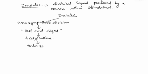 question-45-impulses-from-the-1-parasympathetic-division-of-the-autonomic-nervous-system-slow-down-heart-rate-2-parasympathetic-division-of-the-autonomic-nervous-system-increase-heart-rate-3-44535