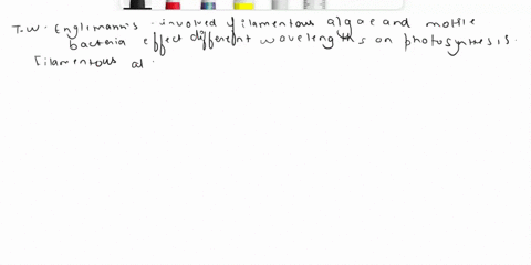 tw-englemann-investigated-the-effect-of-different-wavelengths-of-light-on-photosynthesis-he-placed-filamentous-algae-into-test-tube-along-with-suspension-of-motile-bacteria-t0-use-up-the-ava-77517