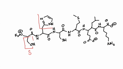 question-9-the-one-letter-amino-acid-code-for-the-following-peptide-is-use-only-capital-letters-and-no-spaces-11655