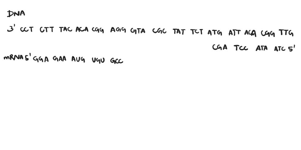 PART C Use your codon chart to determine the amino acid sequence