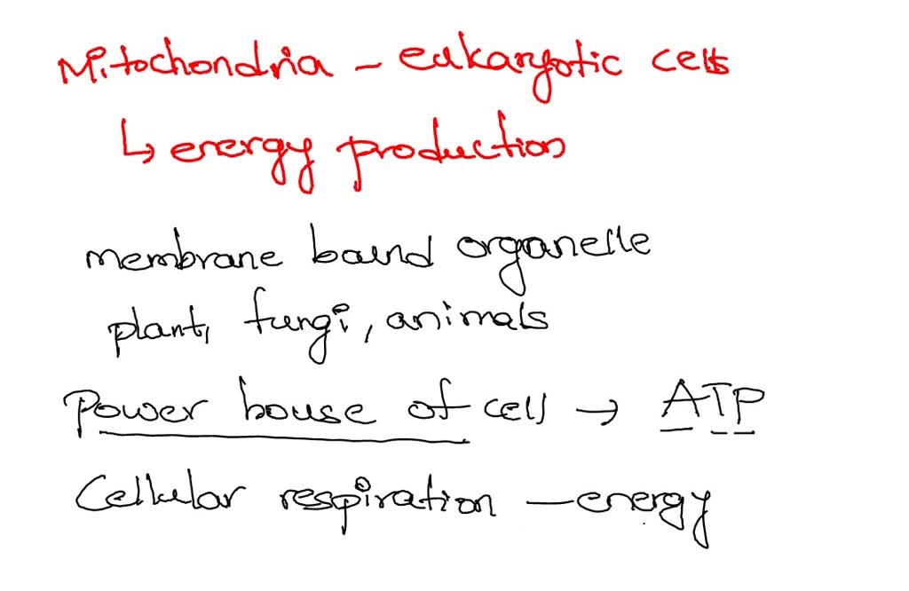 SOLVED Why do sperm cells contain so many mitochondria? a. Each