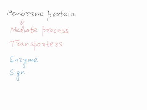 membrane-protein-can-1-act-as-receptors-2-have-structural-roles-in-cell-3act-as-transport-potiens-4act-as-enzymes-5-all-of-above-49444