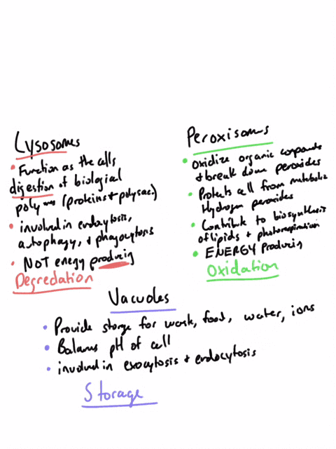 compare-the-functions-of-lysosomes-vacuoles-and-peroxisomes-14707
