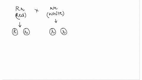 one-flower-is-heterozygous-red-rr-and-it-is-crossed-with-a-homozygous-white-rr-plant-draw-a-punnett-square-to-and-determine-the-probability-of-an-offspring-having-red-and-white-color-83622
