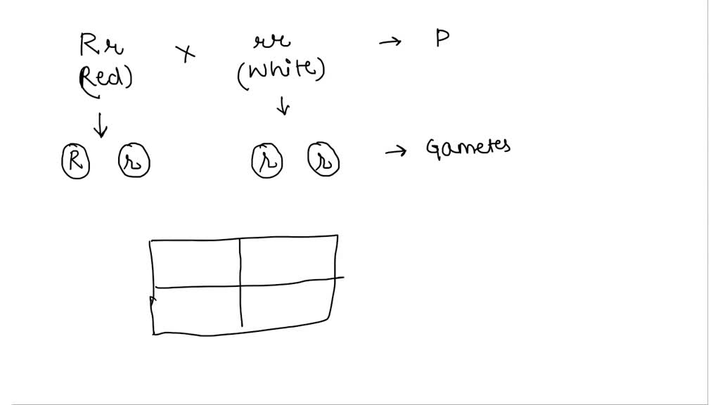 SOLVED One flower is heterozygous red (Rr) and it is crossed with a
