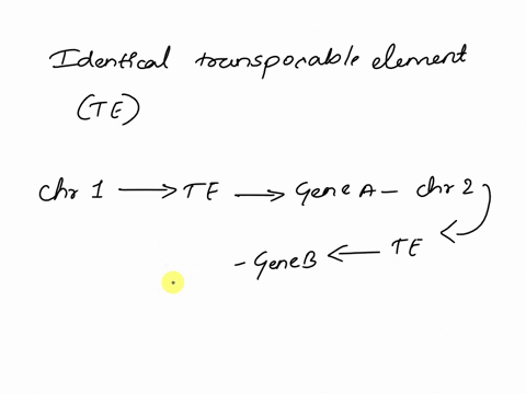 iin-the-diagram-below-are-two-chromosomes-with-an-identical-transposable-element-oriented-in-the-same-direction-arrow-inside-blue-shaded-area-draw-diagrams-illustrating-the-consequences-of-e-01416