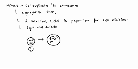 in-the-process-of-mitosis-chromatids-separate-during-prophase-telophase-cytokinesis-anaphase-anaphase-84023