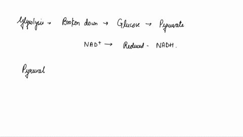 in-which-step-of-aerobic-respiration-is-nadh-oxidized-pyruvate-oxidation-electron-transport-chain-glycolysis-citric-acid-krebs-cycle-34737